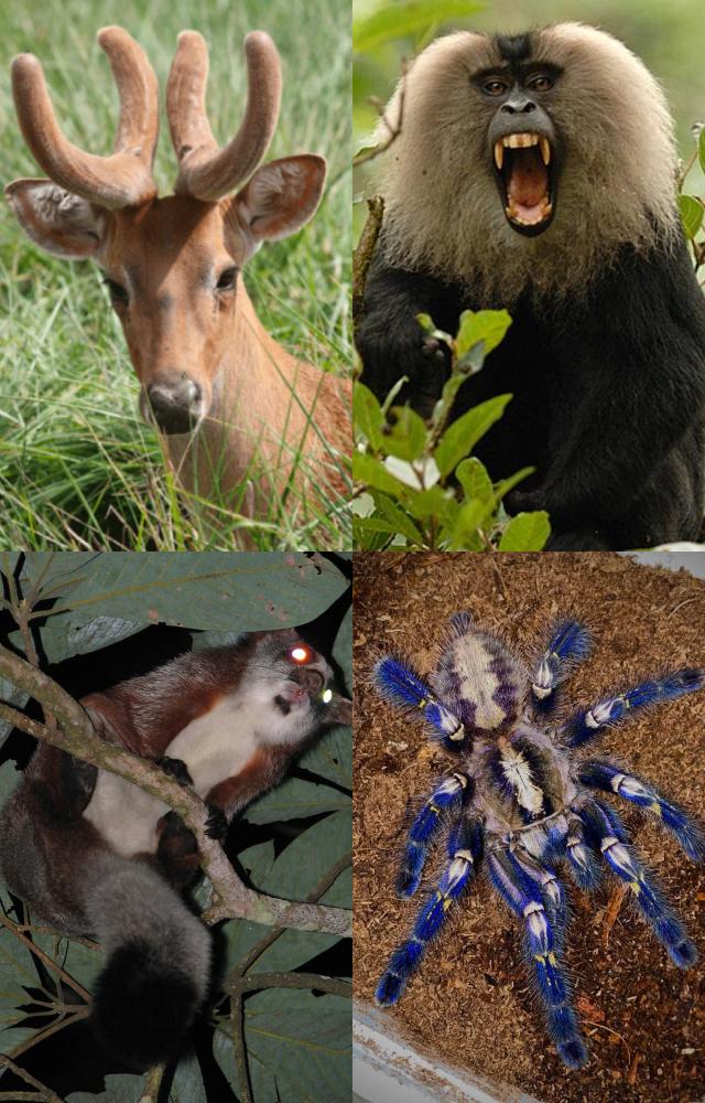 India`s Wildest Wonders