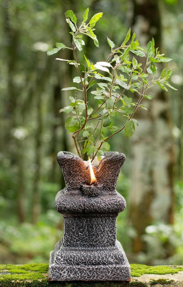 Bringing a tulsi plant home is thought to invite peace and positivity, enhancing the spiritual ambiance of the household.
