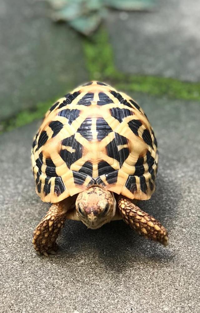 The star tortoise is a protected species in India, and keeping one as a pet is illegal due to conservation efforts.