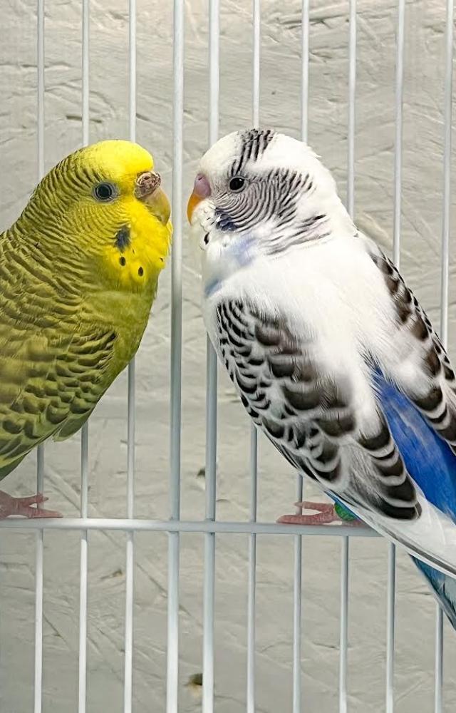 Though native to India, many species of parakeets are protected, and their capture or keeping as pets is banned.