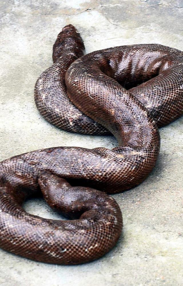 This snake, native to India, is often illegally trafficked, and keeping one as a pet is prohibited by wildlife laws.