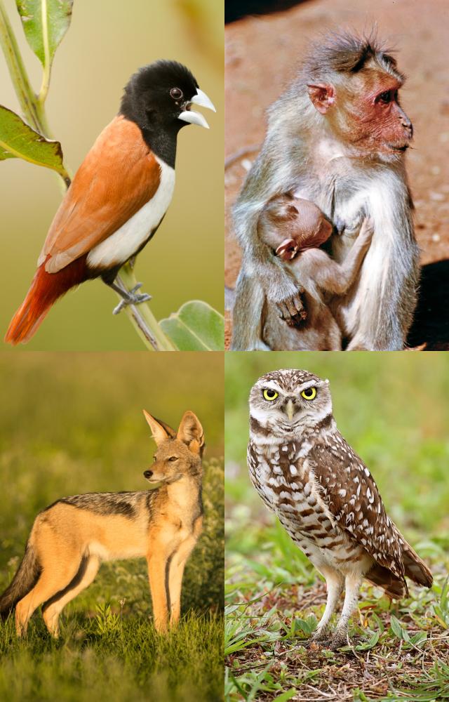 Animals You Can`t Keep as Pets in India
