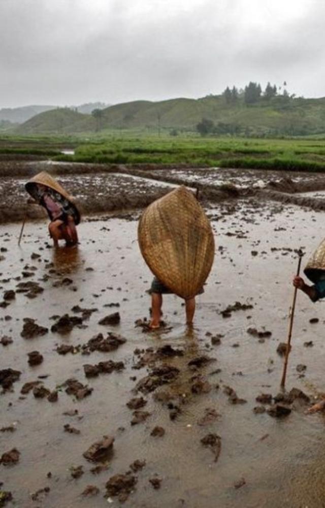 This village in Meghalaya receives the highest average annual rainfall globally — even more than rainforests.
