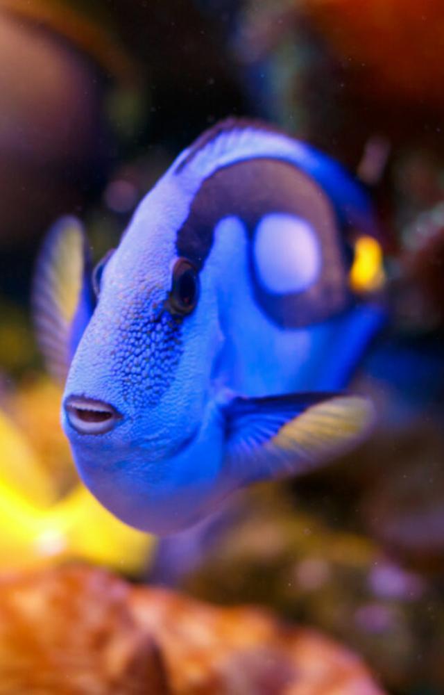 Known for its vibrant blue and yellow hues, the blue tang is a tropical beauty.