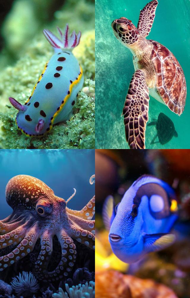 Beautiful Sea Animals to Admire