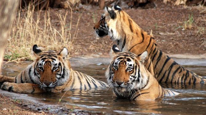Wildlife and Desert Safaris