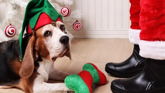 Christmas 2024: Festive Outfit Ideas to Share Joy with Your Pets