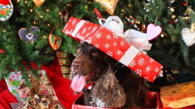 Christmas 2024: Festive Outfit Ideas to Share Joy with Your Pets