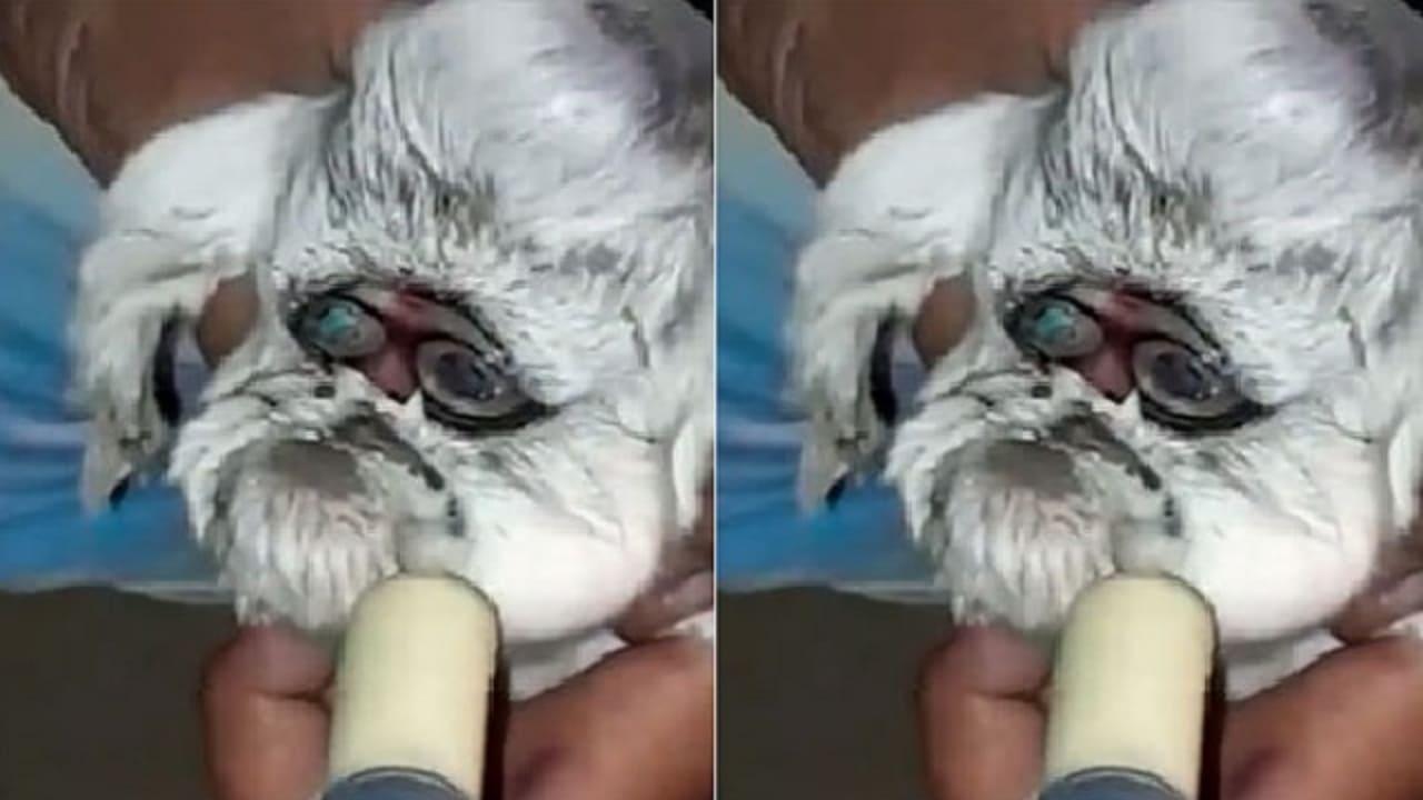 Bizarre! Goat Born With Human-Like Face In Madhya Pradesh, India