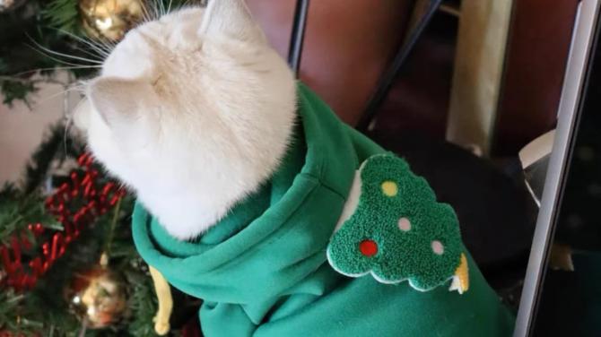 Christmas 2024: Festive Outfit Ideas to Share Joy with Your Pets