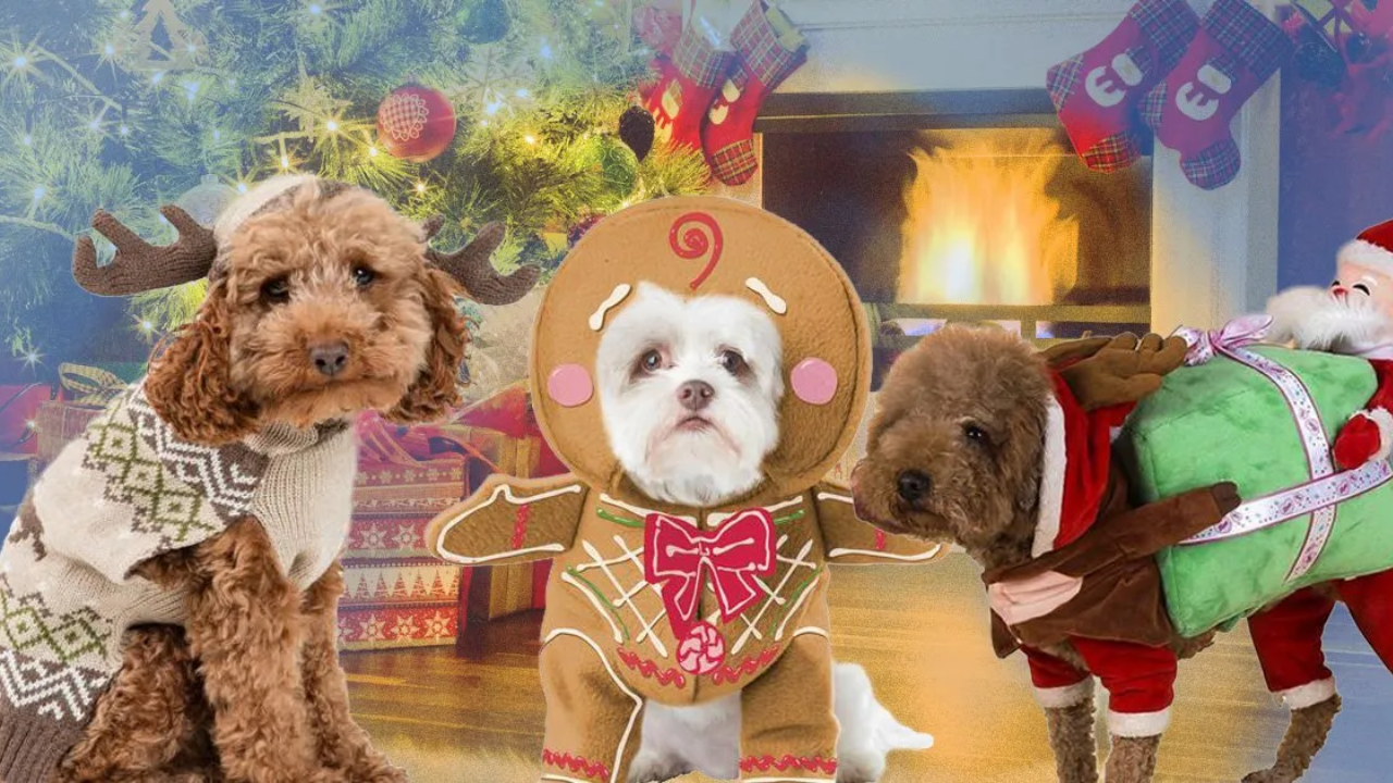 Christmas 2024: Festive Outfit Ideas to Share Joy with Your Pets