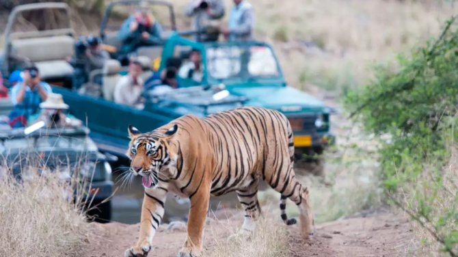 Ranthambore National Park