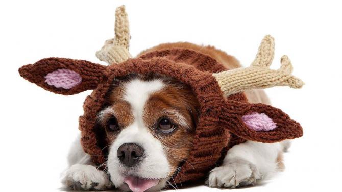 Christmas 2024: Festive Outfit Ideas to Share Joy with Your Pets