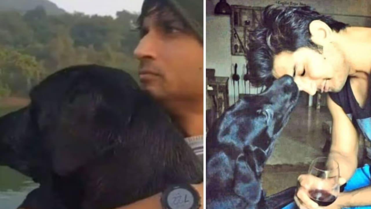 After Sushant Singh Rajput`s Mysterious Demise, His Dog Fudge Dies Days Before His Birth Anniversary