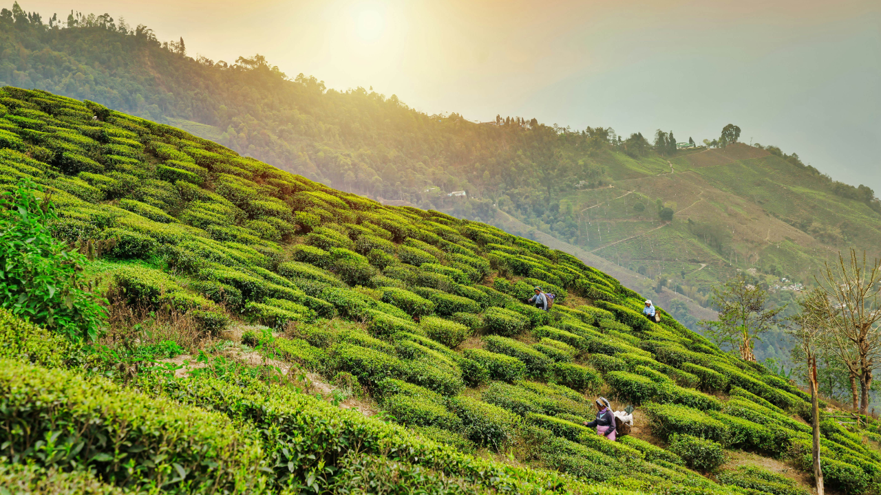 3. Darjeeling, West Bengal