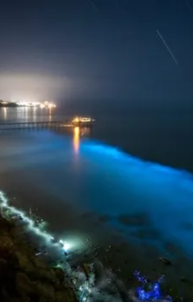 Bioluminescent markers are used to track the progression of cancer cells in living organisms, aiding in understanding tumor growth and metastasis.