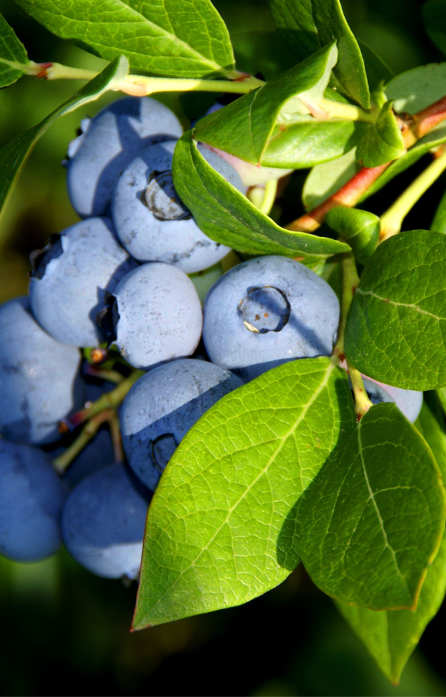 Antioxidants: Rich in vitamins C and K, and fiber. Brain Health: Reduces inflammation and supports brain. function