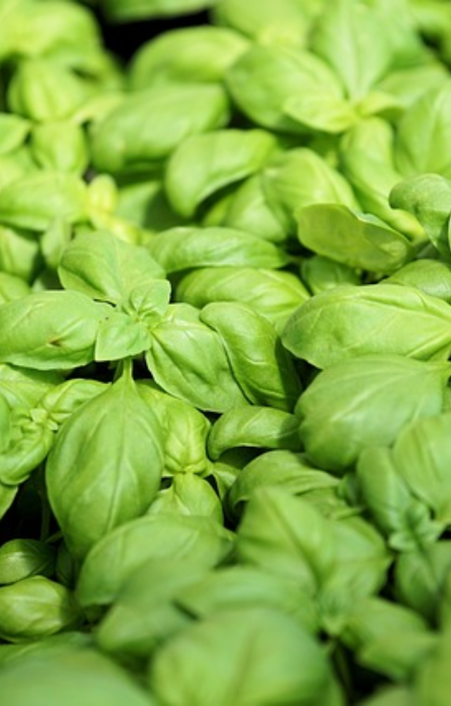 Natural antioxidants aid in reducing oxidative stress, promoting health with their anti-inflammatory properties. Enhance well-being with this flavorful herb.