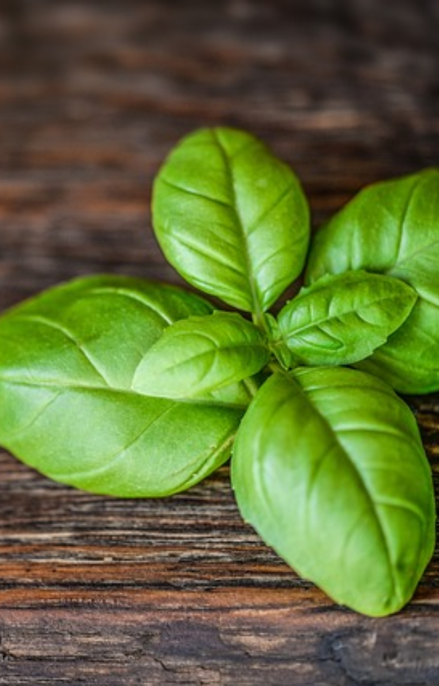 Benefits of Basil Leaves