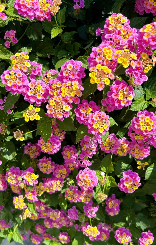 These vibrant flowers change from yellow to orange to red in just one day as they mature and react to sunlight.
