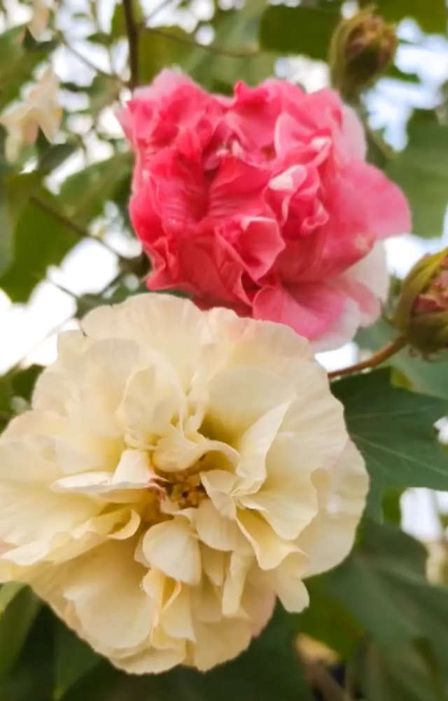 This hibiscus opens white in the morning, turns pink by noon, and deepens to red by evening—all in a single day.
