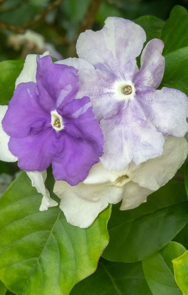 Each bloom lives for three days: purple on day one, lavender on day two, and white by day three.

