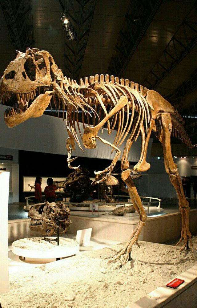 Some millionaires collect real dinosaur fossils, paying over 100 crore for rare skeletons to display in private homes or museums.
