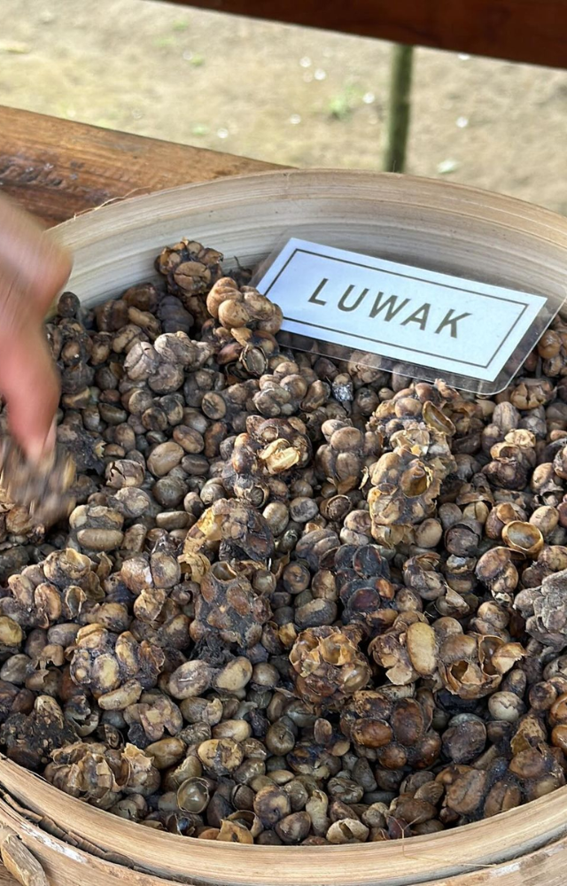 Beans are digested by civet cats before brewing. This exotic coffee sells for 50,000 to 70,000 rupees per kilo.
