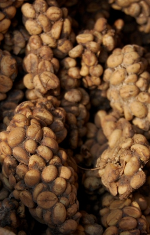 Coffee made from beans digested and excreted by civet cats. It’s outrageously priced for its smooth, earthy flavor.