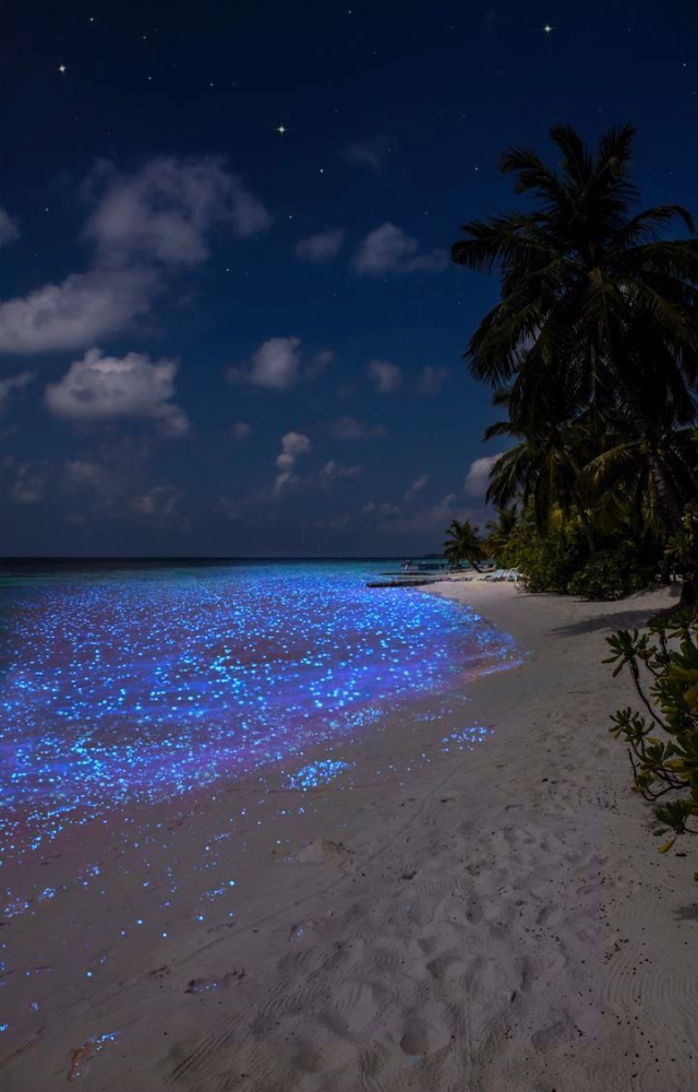 This beach glows with blue light at night due to bioluminescent plankton, making the shore look straight out of a sci-fi movie.
