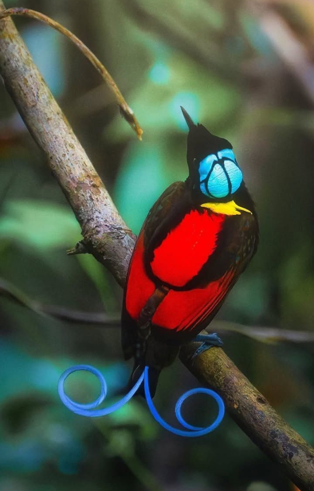 This bird has electric blue, red, yellow, and green feathers. It looks like it`s been airbrushed with neon paint.

