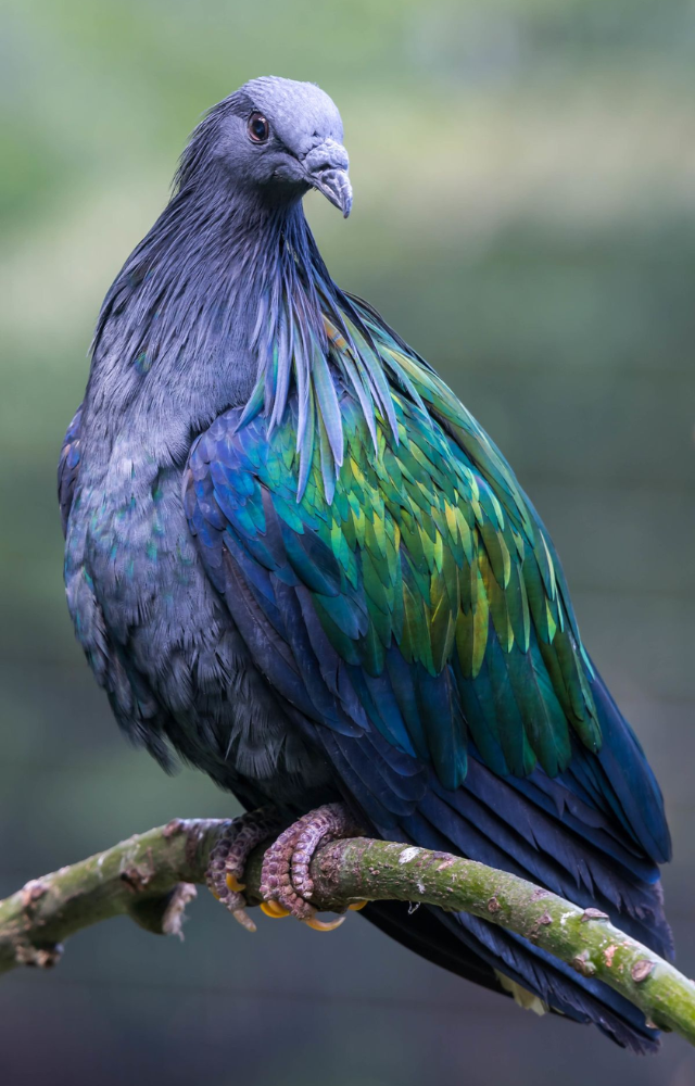 With its glowing green and copper metallic feathers, this pigeon looks nothing like the one in your city.
