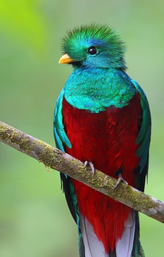This iconic Central American bird has shimmering green feathers that appear neon in sunlight.
