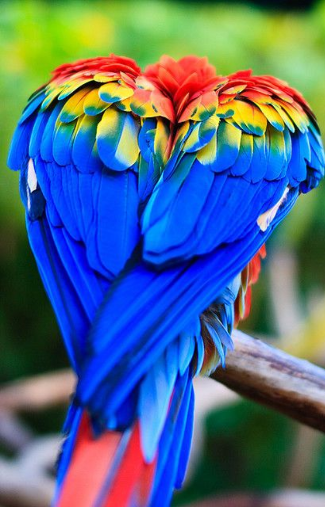 Birds With Neon-Colored Feathers