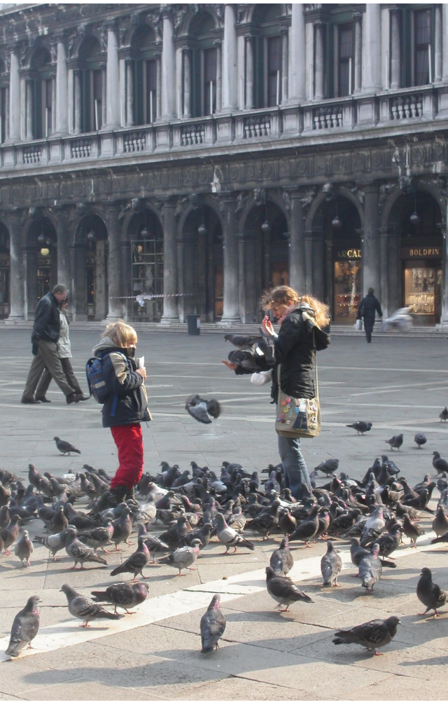 Feeding pigeons in Venice is banned to prevent property damage—violators can be fined heavily.
