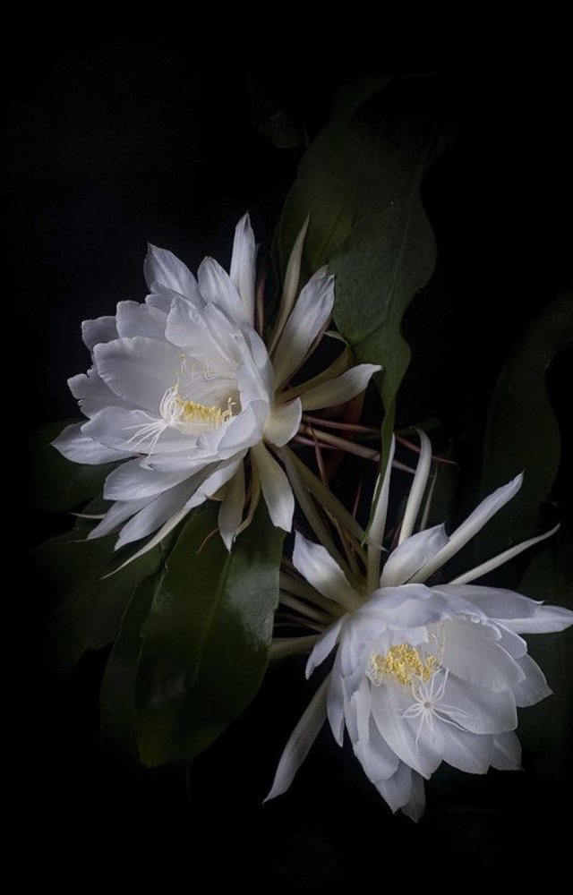 Also known as Brahma Kamal, this cactus flower blooms for just one night a year with a large, fragrant white blossom. It’s deeply spiritual in India.
