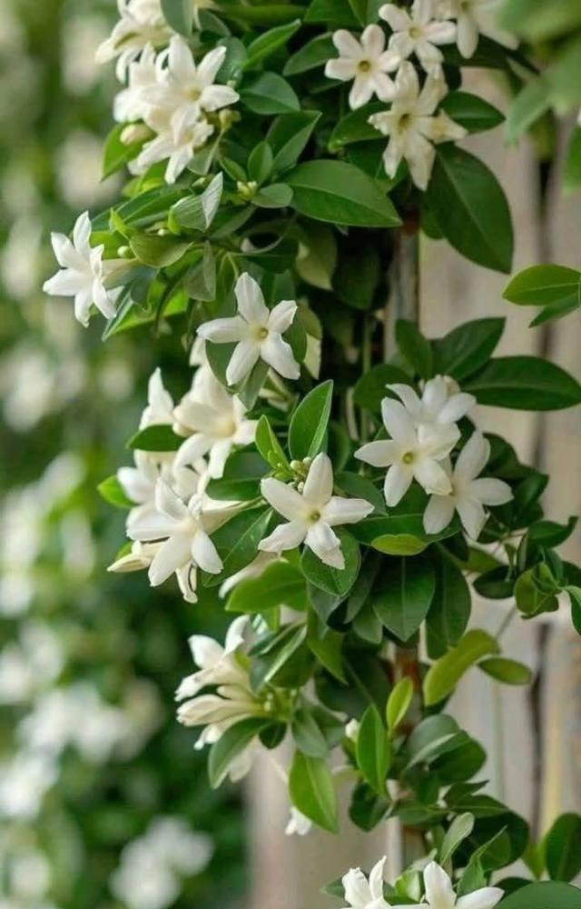 This shrub releases its strongest scent after dark. Its tiny white-green flowers are a favorite in moon gardens across tropical regions.
