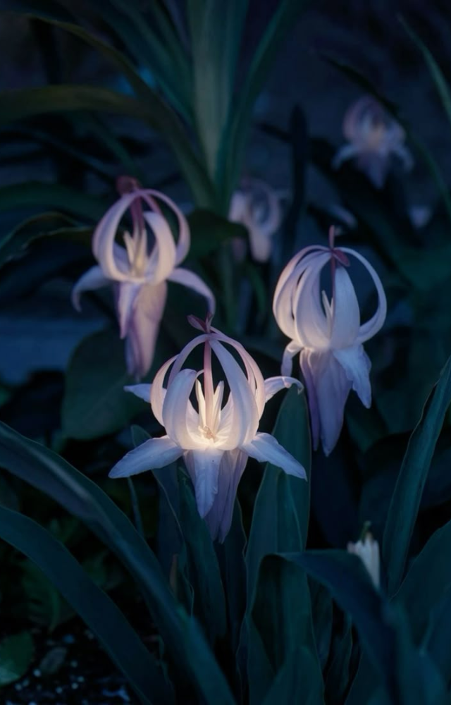 Flowers That Bloom Only at Night