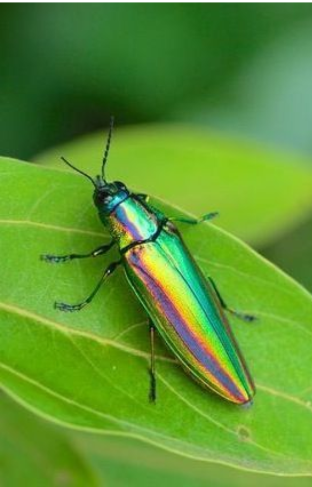 This beetle’s shell reflects light like polished metal, showing rainbow-like colors that change with movement. It’s nature’s living gemstone.
