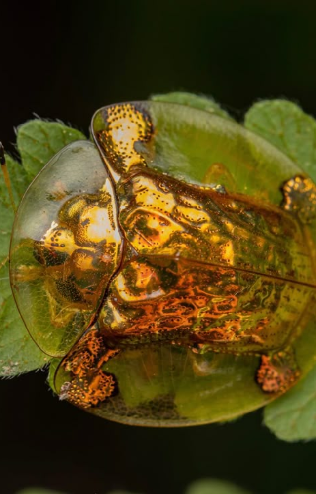 Native to the Americas, this beetle looks like it’s dipped in gold. Its shiny armor can turn red when disturbed—pure insect royalty.
