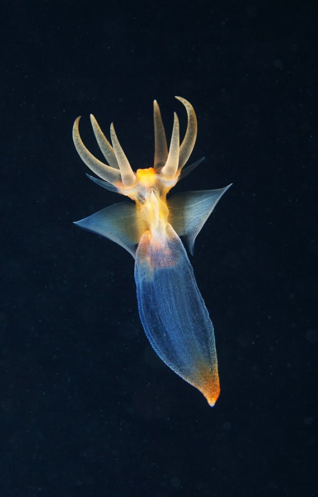 These tiny marine snails have transparent, shimmering bodies that reflect ambient light, giving off a subtle, metallic hue in the ocean depths.
