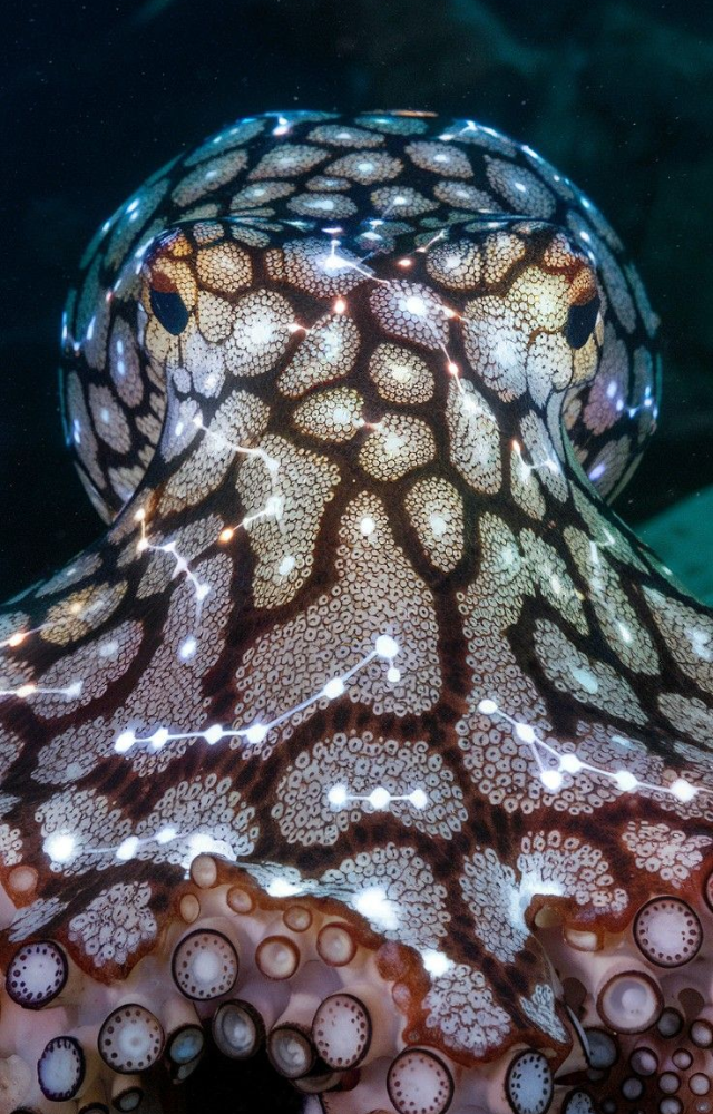 This octopus can impersonate over 15 species, including lionfish and sea snakes, to confuse predators and escape threats easily.
