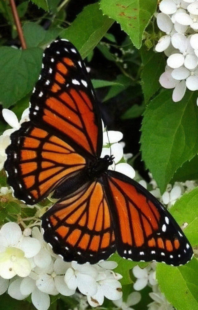 It mimics the monarch butterfly’s bright colors to trick predators into thinking it’s toxic, even though it isn’t.
