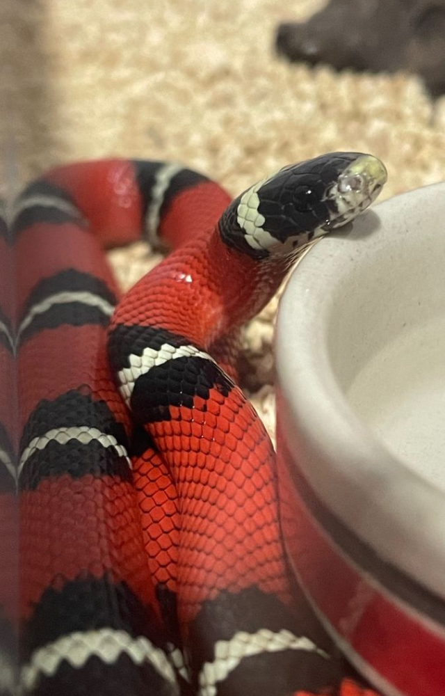 Wearing red, black, and yellow bands, this harmless snake looks like the deadly coral snake to stay protected from predators.
