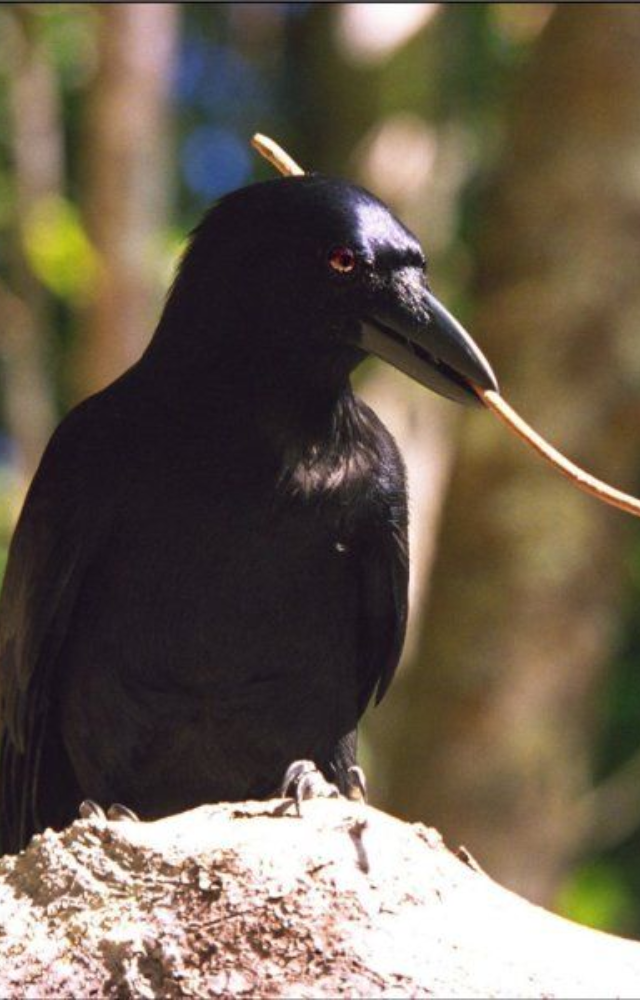 Famous for bending twigs into hooks, this crow solves multi-step puzzles and rivals chimps in tool use.
