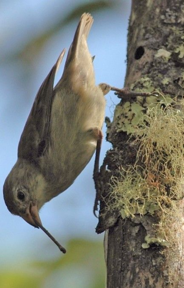 Found in the Galápagos, it crafts twigs and cactus spines to extract insects from tree bark and holes.

