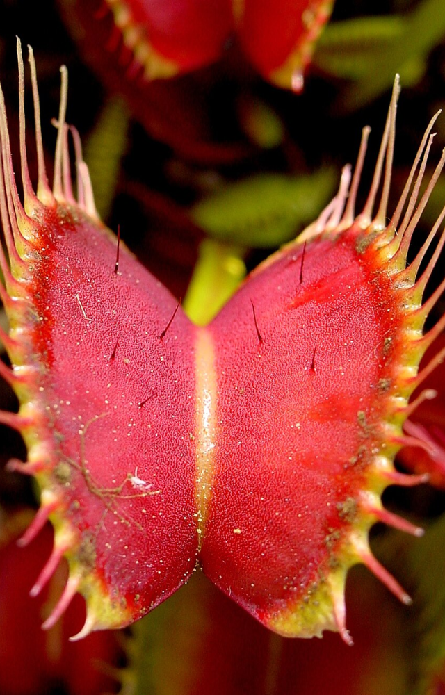 This iconic plant traps insects with its fast-closing lobes triggered by tiny hair sensors on its surface.
