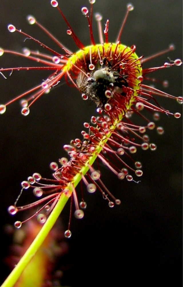 Covered in glue-like droplets, this plant traps bugs, which are slowly digested while stuck to its sticky arms.
