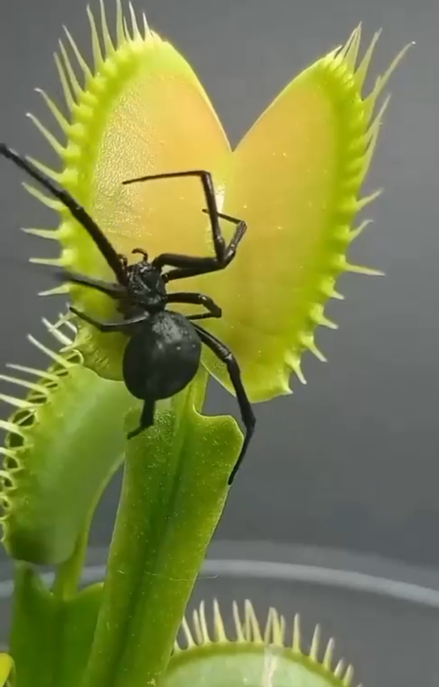 Carnivorous Plants That Eat Animals