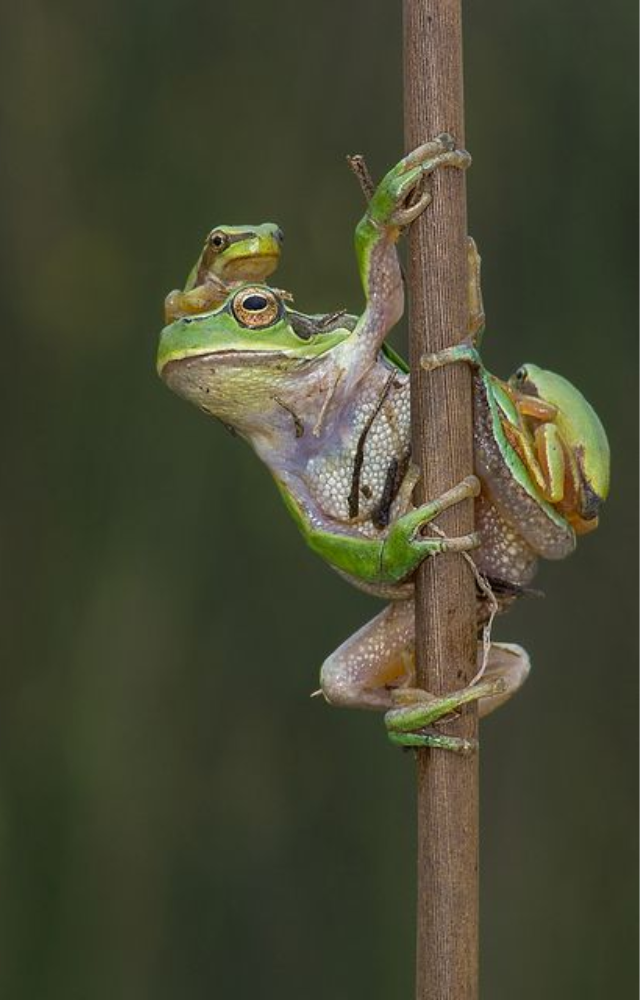 Many frog species lay thousands of eggs in water and immediately leave, never knowing which, if any, tadpoles will survive.